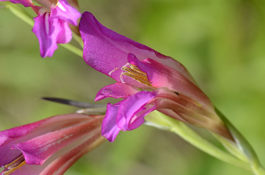 Gladiolus italicus / Gladiolo dei campi